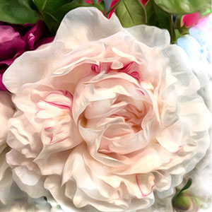Original flower photography representing Academia's MonaLisa Touch care