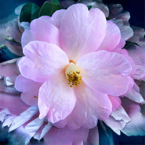 Petals of a flower, symbolizing Academia's attention to detail