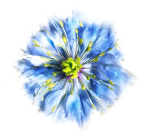 blue_flower_slide