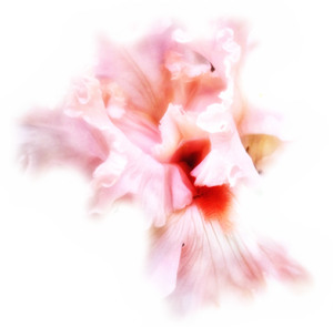 pink_flower_slide