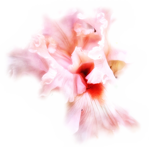 pink_flower_slide